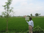 7974gt93a_cropland_rice.jpg