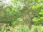 50519CIMG1148.JPG