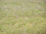 1796027042008(90).JPG