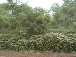 18389P1000225.JPG
