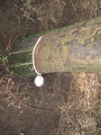 13961IMG_4255.JPG