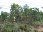 33405RIMG0145.JPG