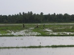 1172211-cropland-rice-b.jpg
