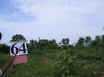 1182964-home-gardens-veg-banana-c.gif