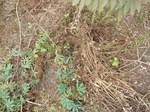 19898P1010748.JPG