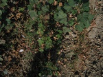 8170vp-055-Irrigated (Surface water) cotton-a.jpg