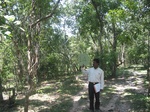 9249gt014b-forests-Y-sec.gif