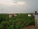 6021009a-irrigated(supplemented-by-groundwater)-cotton-chilles.jpg