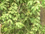 48224CIMG4561.JPG