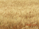 29828CIMG1253.JPG