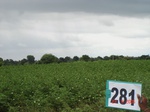 73290281b-rainfed-agriculture-cotton.jpg