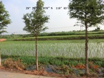 53850singlerice_1.gps.jpg