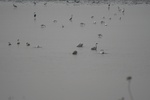 4155IMG_8792.JPG