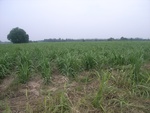 28248RIMG0248.JPG