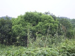 847R0015387.jpg