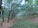 53122CIMG4595_调整大小.JPG