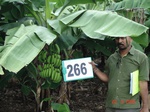 129540266c-irrigated-supplemental-groundwater-drip-irrigation-plantation-banana.gif