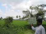 7916gt113a_cropland_rice.jpg