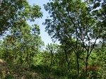 53285CIMG6553.JPG