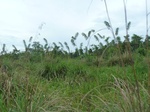 54994Berau (294).JPG
