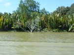 54696Bulungan (191).JPG