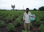70100180b-irrigated-supplemental-groundwater-sugarcane-cotton-millet.jpg