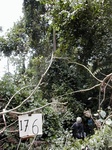 12276GT176_old_2ndry_forest_fringe.JPG