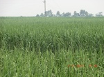 32855CIMG1987.JPG
