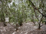 12110GT111_Cashew_plantation.JPG