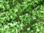 2012-08-30_11-29-25_CIMG2081.JPG