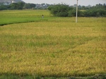1786426042008(44).JPG