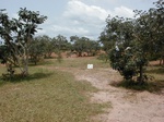 12123GT124_Savannah.JPG