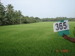 76040365c-irrigated-canal-rice-doublecrop-greengram-blackgram-tripplecrop.jpg