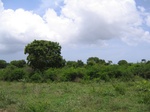 1052654-cropland-chena-bringal-c.gif