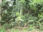 47243CIMG3580.JPG