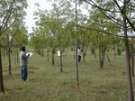 12114GT115_neem_plantation.JPG