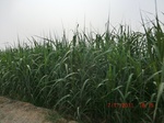 32781CIMG1913.JPG