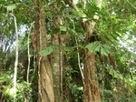 46908CIMG3245.JPG