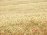 29700CIMG0995.JPG