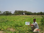 12653017a-irrigated-supplemental(groundwater-open-wells)-tobacco-vegetables-orchards.gif