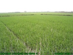 391452007.8.2.st1.JPG