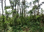 46578CIMG0867.JPG