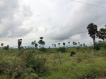 55826CIMG6461.JPG