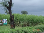 126180169b-irrigated-supplemental-major-lift-irrigation-sugarcane.gif