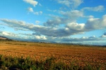 28587P1010604-1.JPG