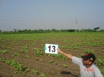 6127013c-irrigated-supplemental-vegetables-cotton-chillies.jpg