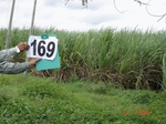 126190169c-irrigated-supplemental-major-lift-irrigation-sugarcane.gif