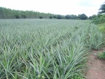 26185RIMG0237.JPG