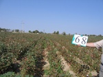 10301068-Irrigated (Surface water) cotton-a.jpg