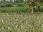13358037d-irrigated-supplemental-groundwater-sugarcane-millet-sorgum-doublecrop.gif